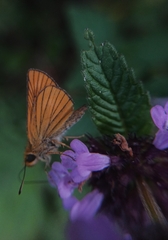 Thymelicus sylvaticus