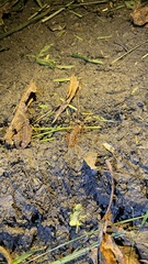 Thereuopoda clunifera