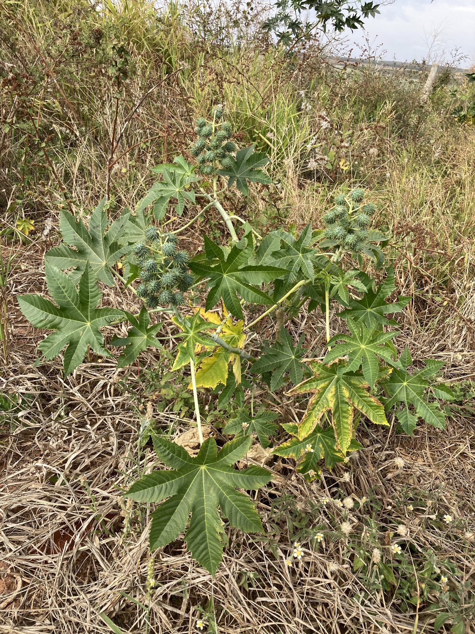 Ricinus communis
