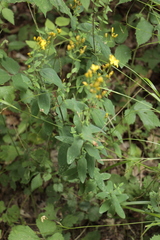Hypericum hirsutum