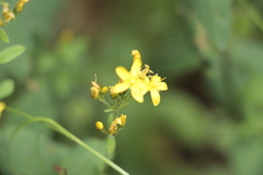 Hypericum hirsutum