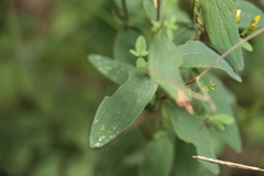 Hypericum hirsutum