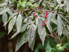 Erysiphe vanbruntiana sambuci-racemosae