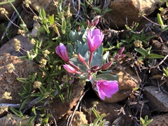 Epilobium rigidum