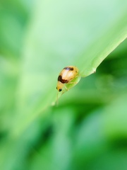 Monolepta bifasciata