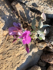 Epilobium rigidum