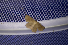 Euchlaena marginaria