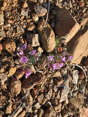 Epilobium rigidum