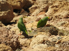 Brotogeris sanctithomae