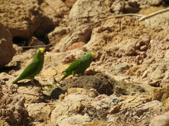 Brotogeris sanctithomae