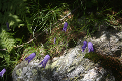 Campanula excisa