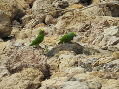 Brotogeris sanctithomae