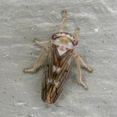 Populicerus formosus