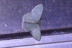 Chlorissa anadema