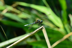Orthetrum poecilops