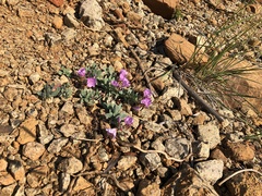 Epilobium rigidum