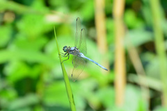 Orthetrum poecilops