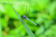Orthetrum poecilops