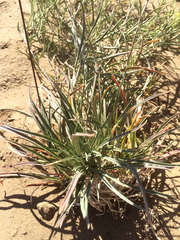 Erysimum capitatum angustatum