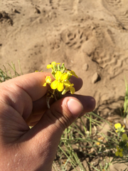 Erysimum capitatum angustatum