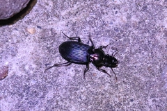 Trigonotoma lewisii