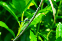 Orthetrum poecilops