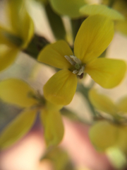 Erysimum capitatum angustatum