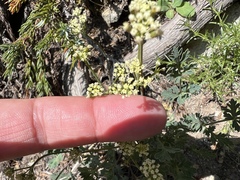 Lomatium martindalei