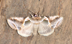 Habrosyne scripta
