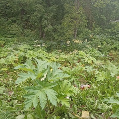 Heracleum sosnowskyi