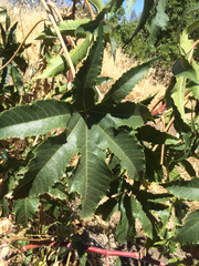 Ricinus communis