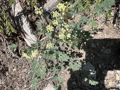 Lomatium martindalei