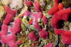 Didemnum coccineum