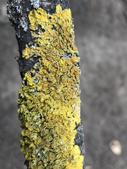 Xanthoria parietina