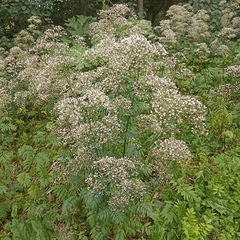 Valeriana officinalis