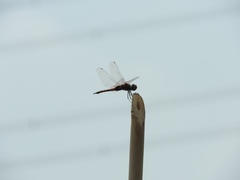 Tramea transmarina euryale