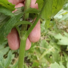 Valeriana officinalis