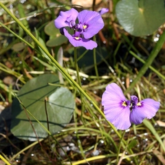 Utricularia beaugleholei