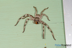 Holconia murrayensis