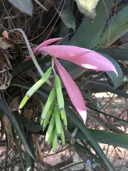 Billbergia distachia