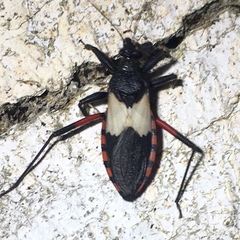 Microtomus purcis