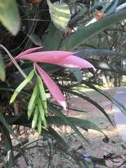 Billbergia distachia
