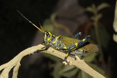 Chromacris colorata