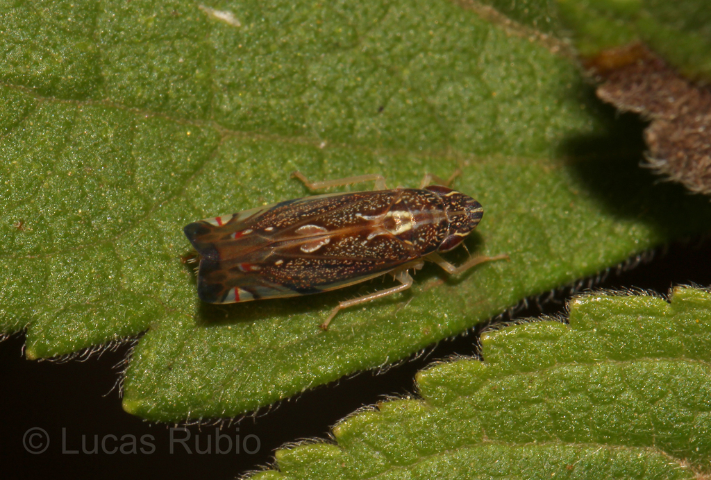 Diedrocephala youngi