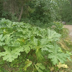 Heracleum sosnowskyi
