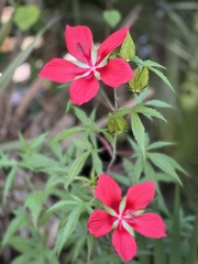 Hibiscus coccineus