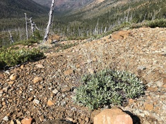 Eriogonum pendulum