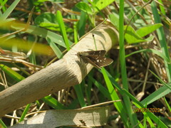 Torbenlarsenia gemella
