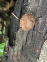 Melanophyllum haematospermum