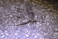 Paraglenurus japonicus